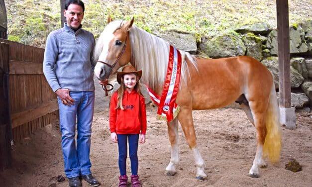 Preisgekrönter Jung-Haflinger für die Zucht