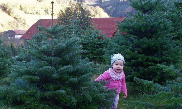 Der heimische Christbaum aus der Buckligen Welt verzaubert auch Ihre Wohnung: Weihnachten daheim – genießen!