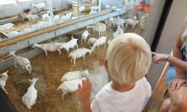 Bock auf Ziege? Einkauf als Erlebnis auf Mandl’s Ziegenhof